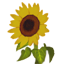 Sunflower Icon.png