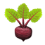 Beet Icon.png