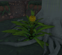 Pineapple Plant.png