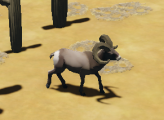 Bighorn Sheep - Medium