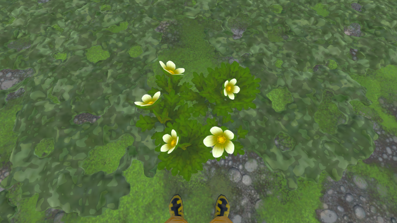 File:Saxifrage Plant.png