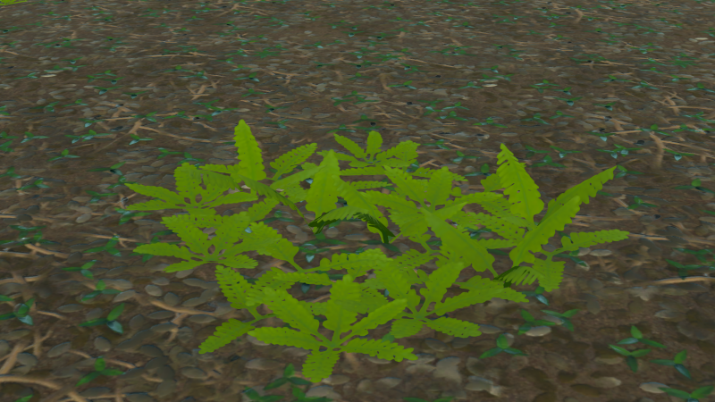 File:FilmyFern Plant.png