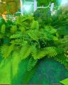 Ferns - Grows in forests, especially Warm Forest