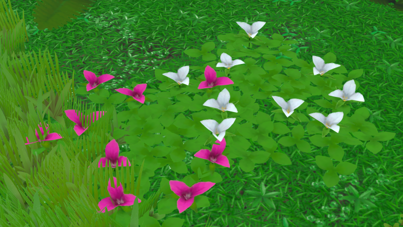 File:Trillium Plant.png