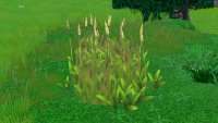 Wheat - Grows in Grasslands.