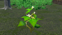 Beans - Grows in Cold forests. Rare in Beta 8.0