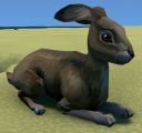 Hare - Small