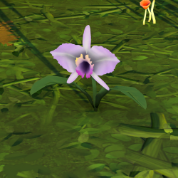 Orchid Plant.png