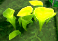 Thumbnail for version as of 21:03, 27 December 2021