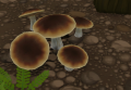 Thumbnail for version as of 22:56, 6 December 2019