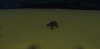 Tortoise - Small