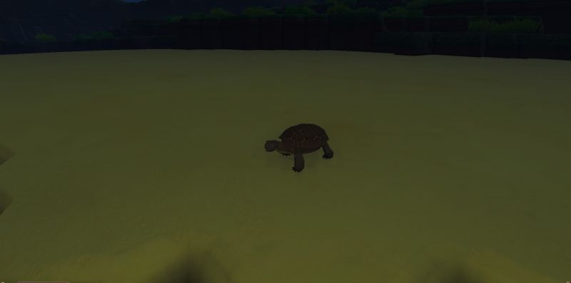 File:Tortoise Animal.jpg