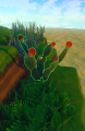 Prickly Pear - Grows in Deserts.