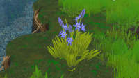 Camas - Grows in Warm Forest.