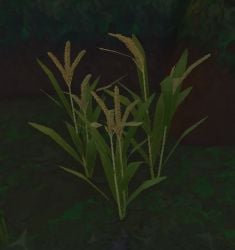 Rice Plant.jpg