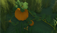 Pumpkin - Grows in Wetlands and uncommonly within Forests.