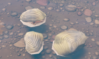 Clam - Grows underwater. Counts as a plant.