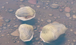Clam Plant.png
