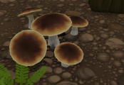 Bolete Mushroom - Grows in Rainforest and Wetlands